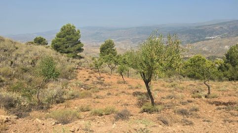 Terreno rústico en Alcolea  10.839 m2 en plena Alpujarra Almeriense, immagine 5