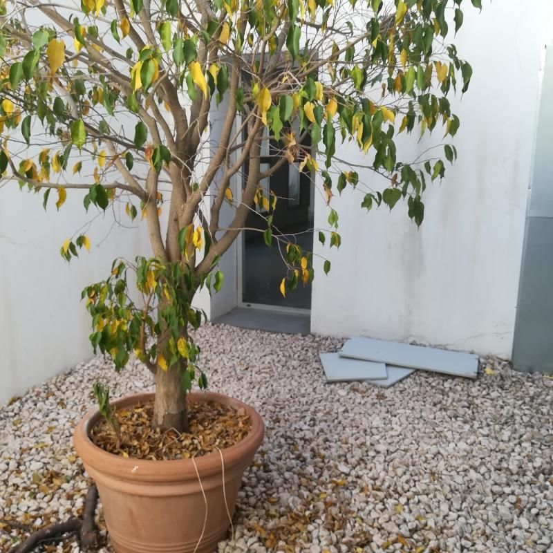 Jardí de Oficina en venda en Mataró