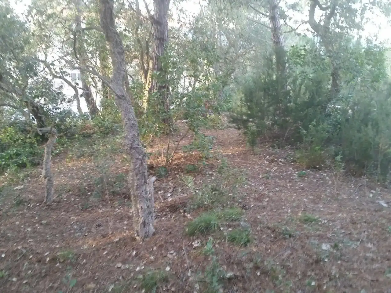Terrenos y solares en venta en Serra Brava, imagen 5