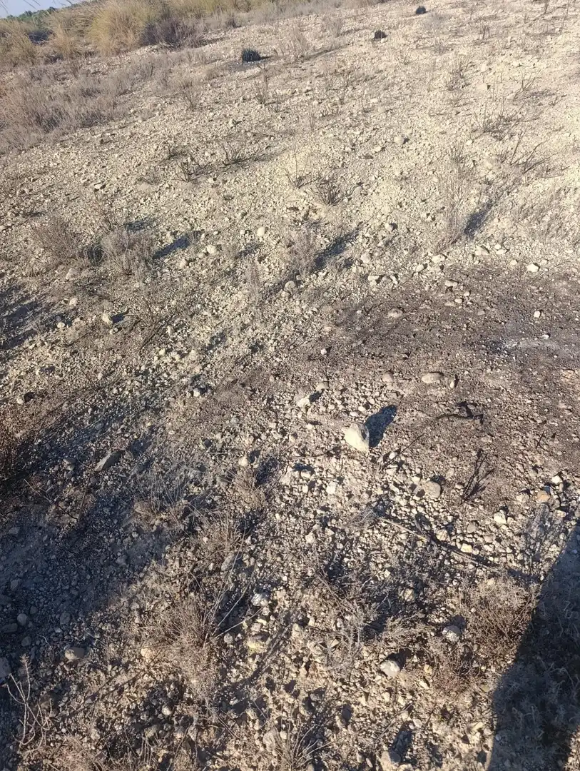 Industrial land for sale in Bullas, Murcia