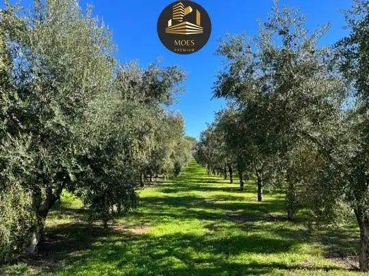 Terreni e lotti in vendita a La Zarzuela - San José - Belén, imagen 3