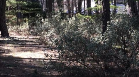 Foto 2 de Finca rústica en venda a Camino de Valdemaqueda, 66, Las Navas del Marqués , Ávila