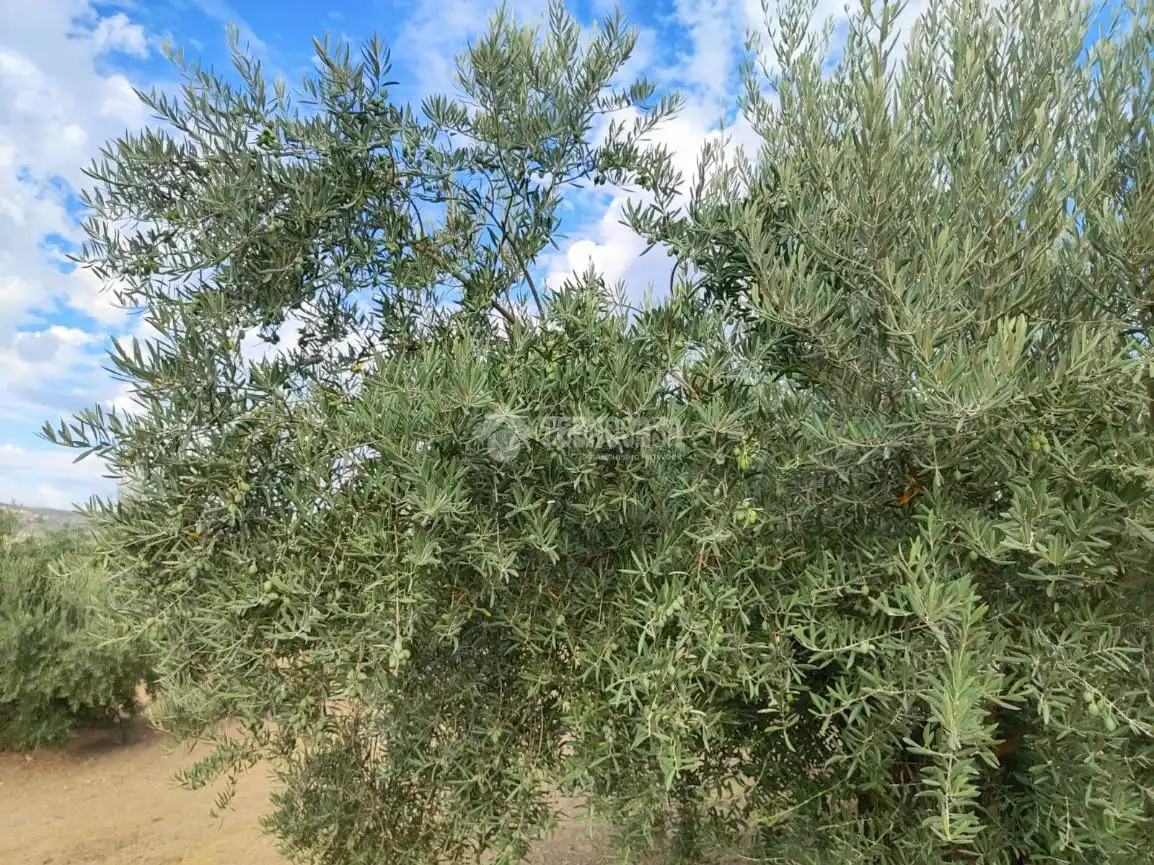 Land for sale in Chilluévar