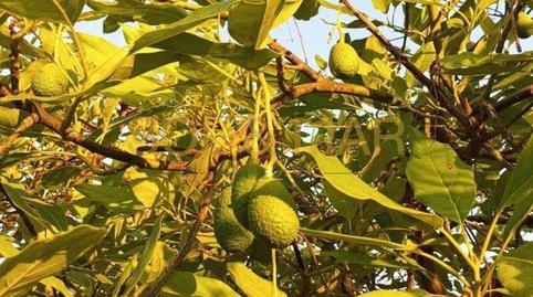 Foto 5 de Finca rústica en venta en El Romeral - Peñón de Zapata, Alhaurín de la Torre