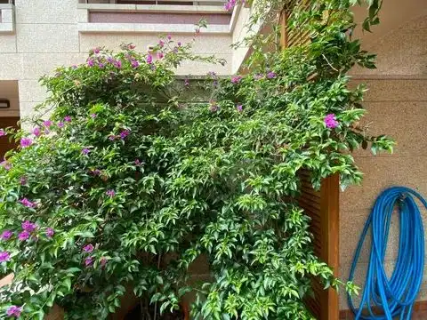 Jardí de Pis en venda en Sanxenxo amb Terrassa