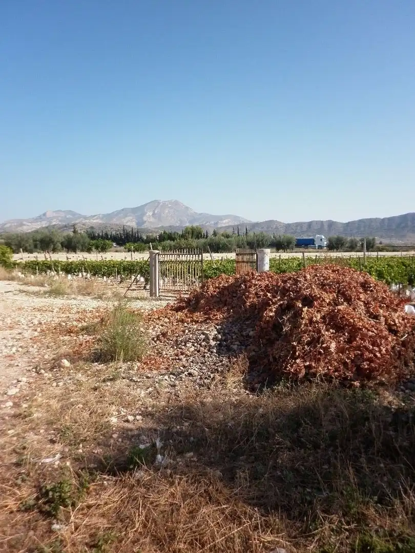 Rural land for sale in Novelda, imagen 10
