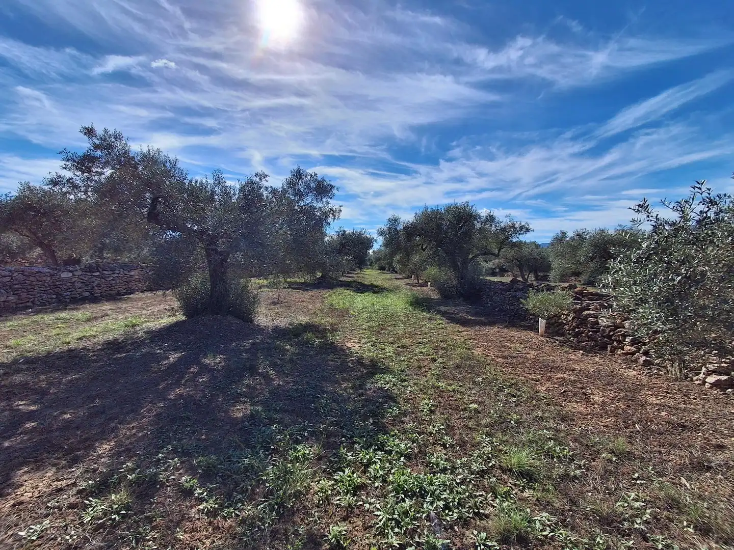 Terrain rustique à vendre à Polígono 6 Paraje 109 LAS PLANAS, imagen 31