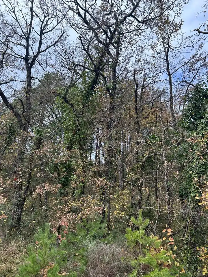Land for sale in Kuartango