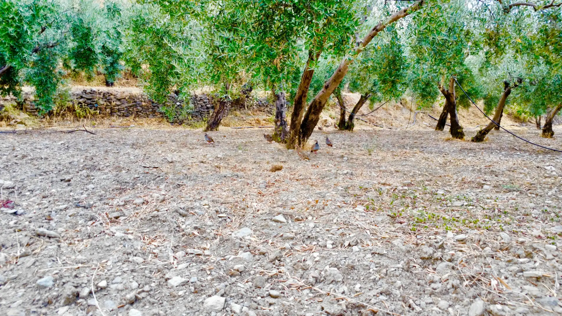 Terreno rustico in vendita a N/A, imagen 34