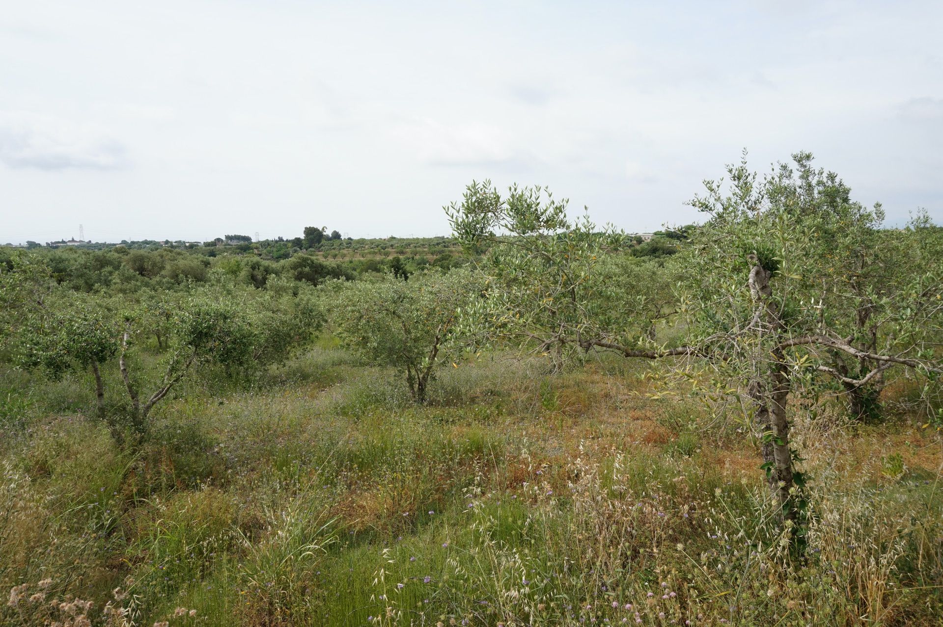 Terreny en venda en Riudoms