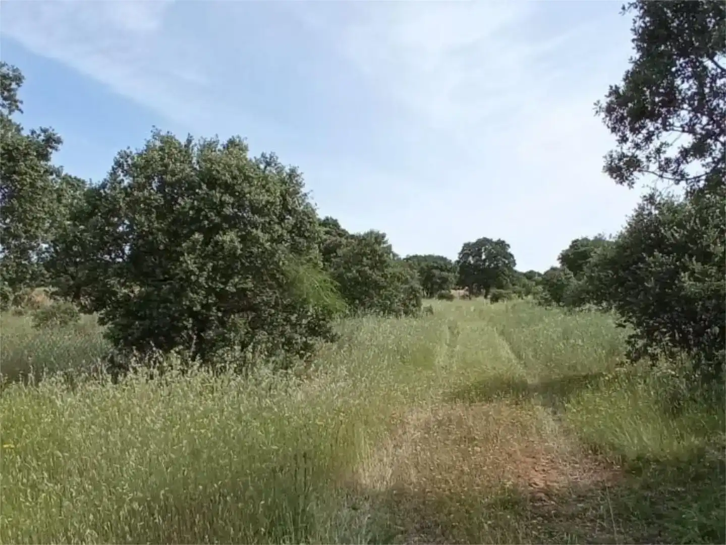 Terreno en venta en Brazatortas