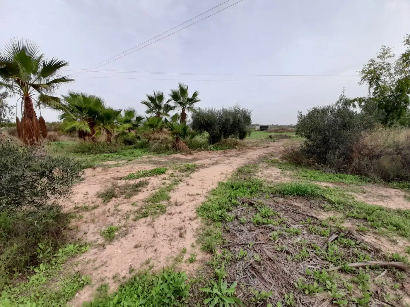 Casa o xalet en venda en Novelda amb Terrassa i Alarma