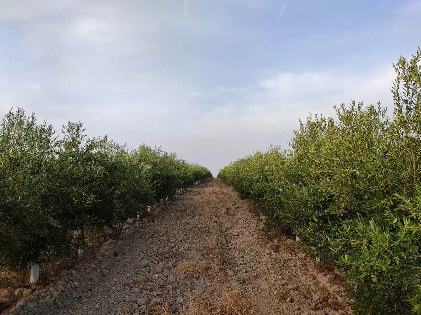 Terreni e lotti in vendita a Pedanías Sur, imagen 11