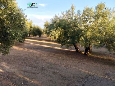 Terreno rustico in vendita a Travesia de Linares