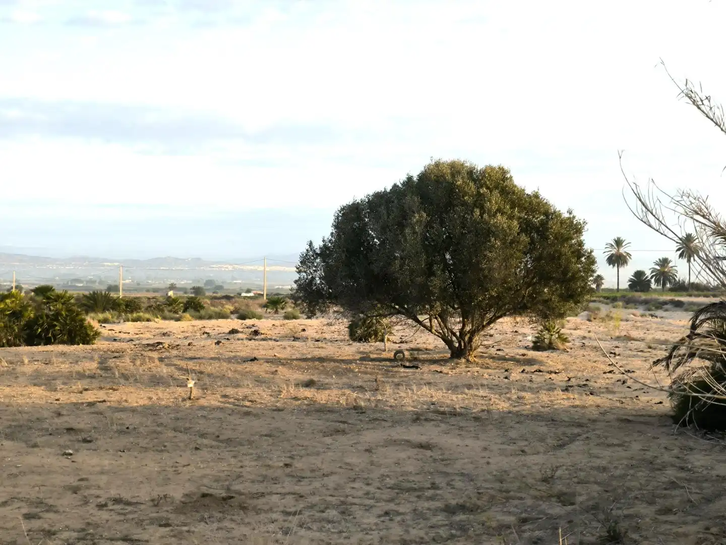 Terrain rustique à vendre à La Marina, imagen 23