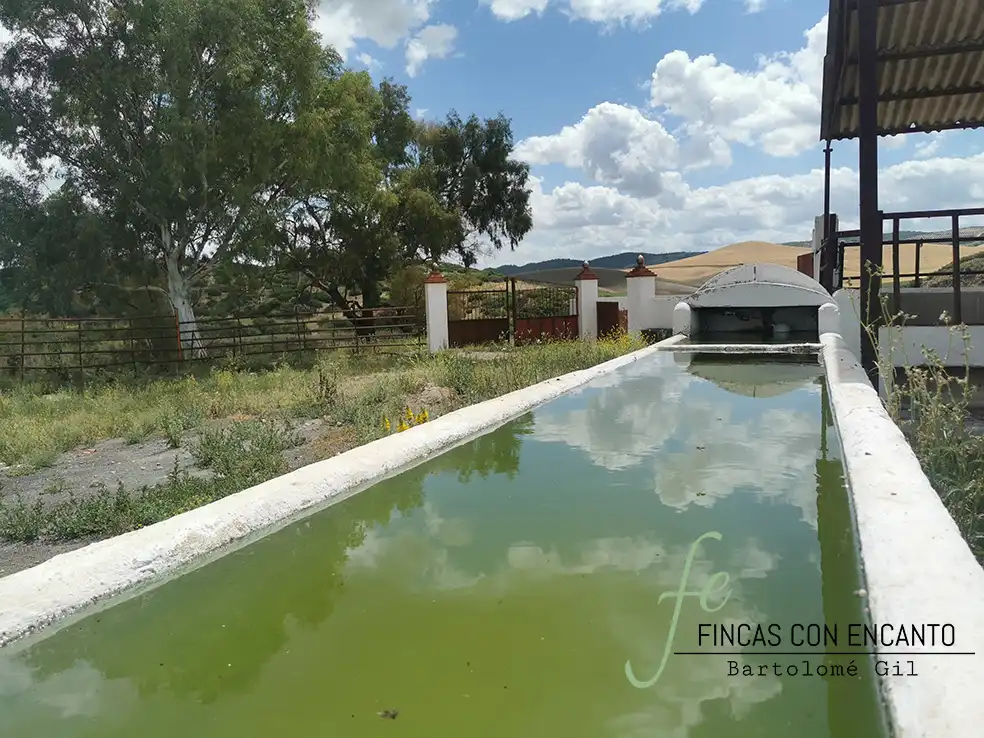 Swimming pool of Country homes for sale in Espera