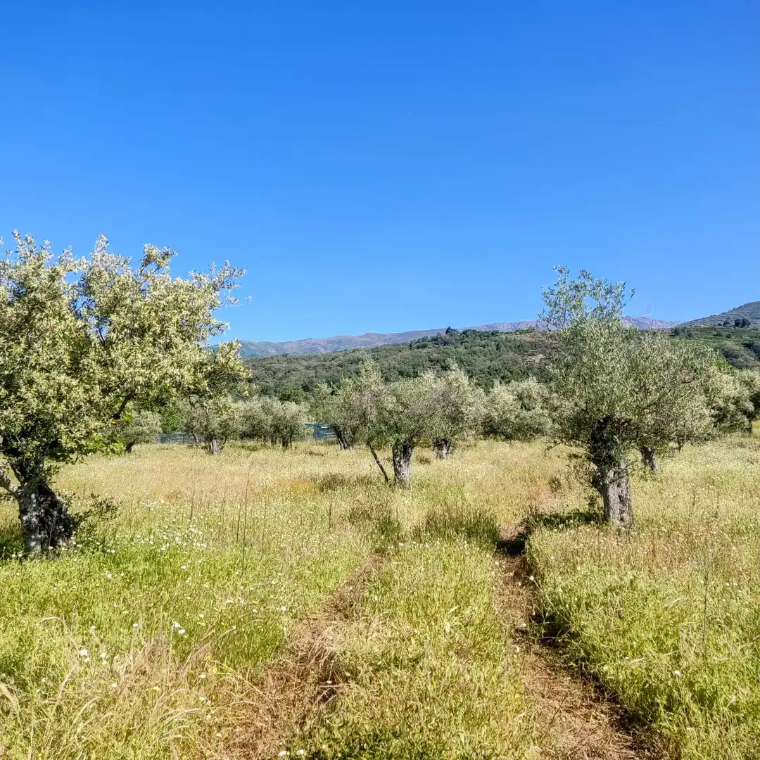 Land for sale in Jarandilla de la Vera