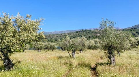 Foto 3 de Terreno en venta en N/a, -1, Jarandilla de la Vera, Cáceres