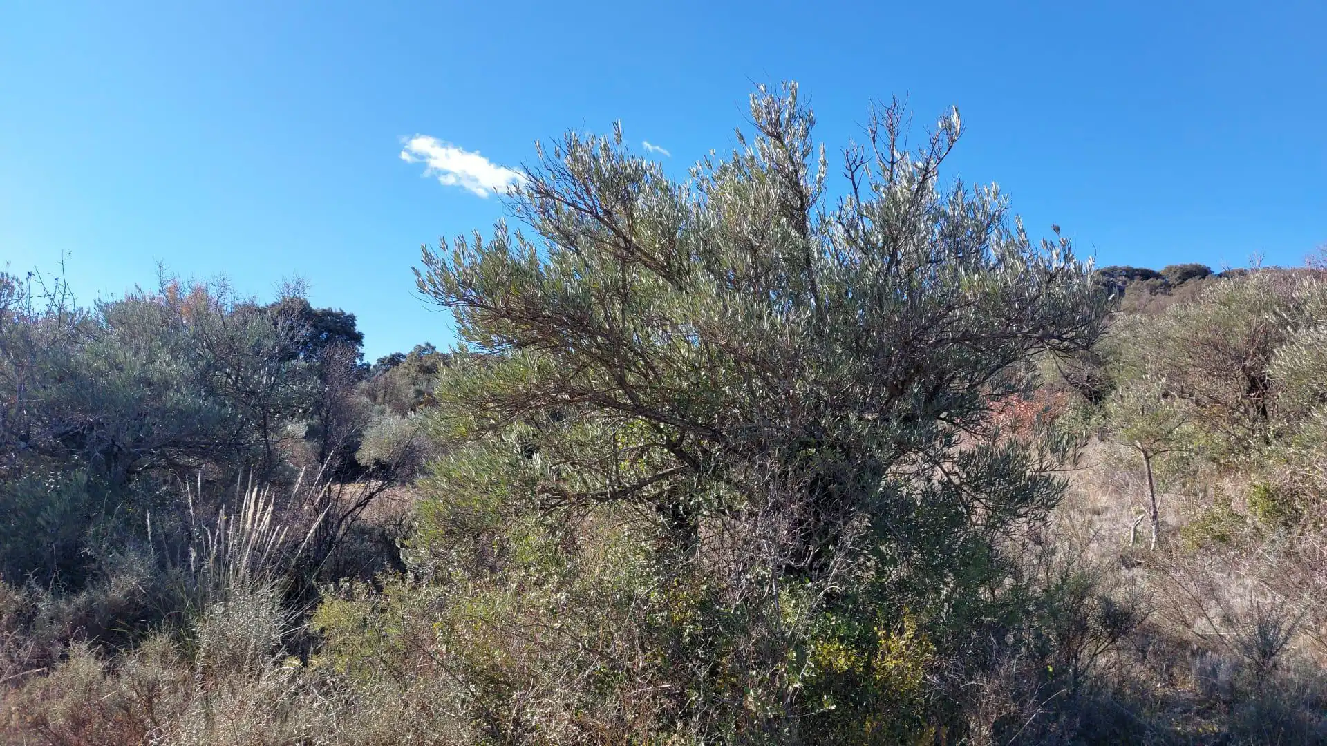 Grundstücke zur Miete in Loranca de Tajuña
