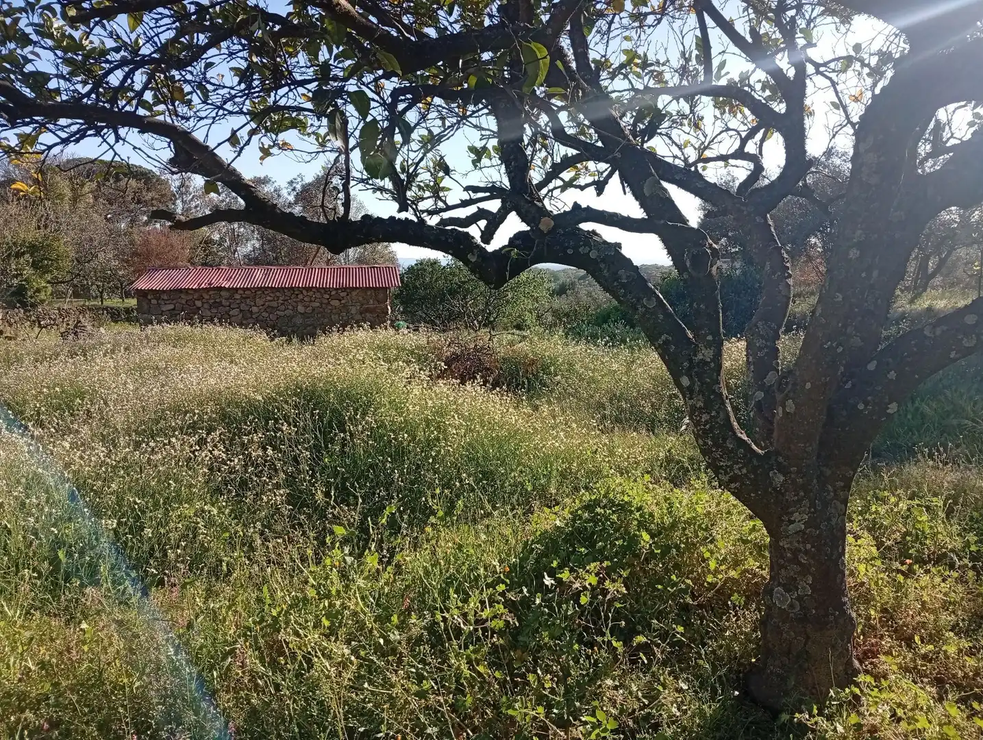 Terreno en venta en Valverde de la Vera