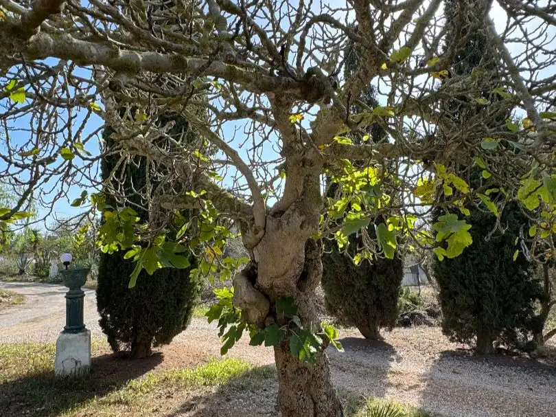Casa amb jardí en venda a Diseminado V Real-s Jorge 5966, imagen 19