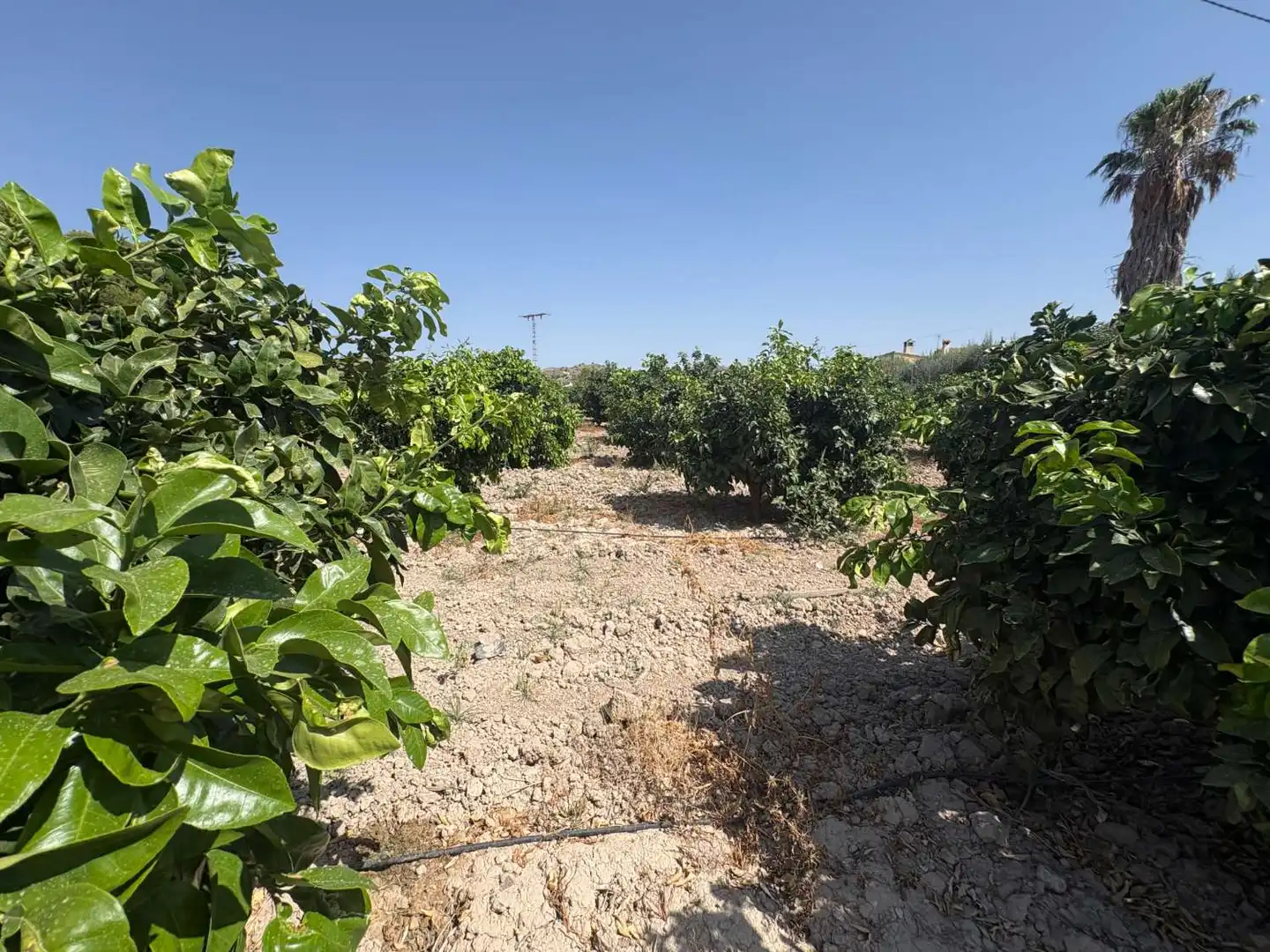 Terrenos y solares en venta en Mula, imagen 2