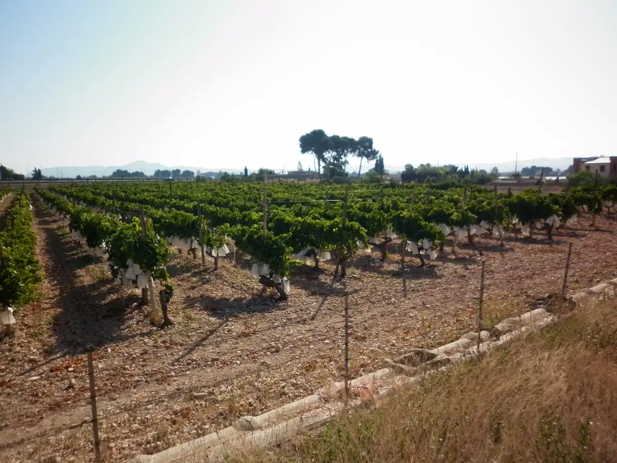 Rural land for sale in Novelda, imagen 4