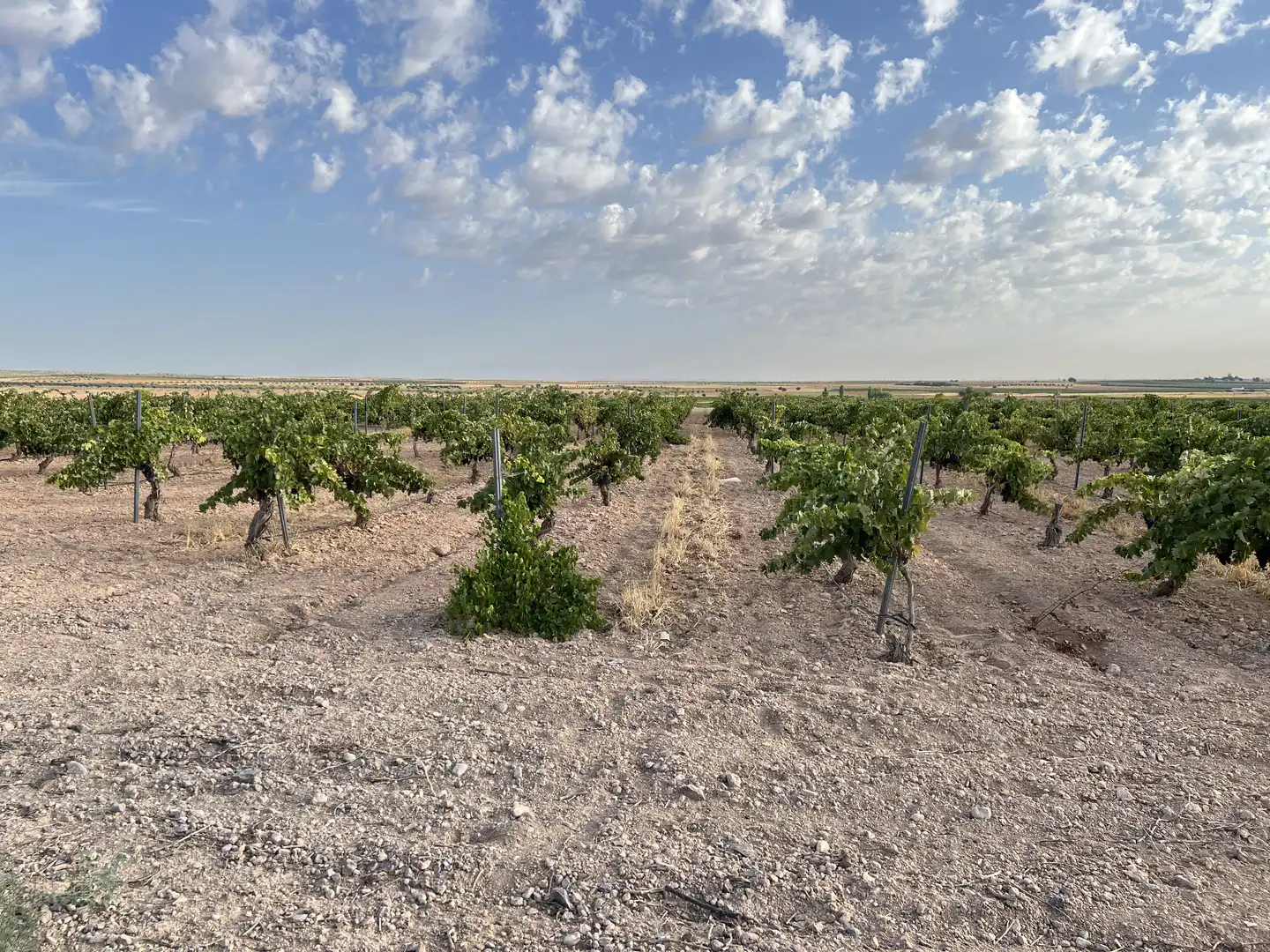 Terrenys i solars en venda a Villafranca de los Caballeros, imagen 8