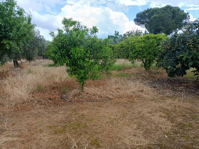 Terreno residencial en Venta en El Higuerón
