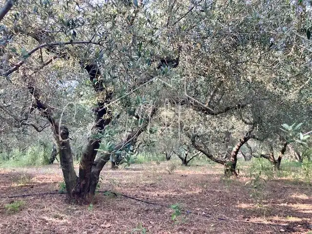 Country house for sale in Riudoms, imagen 14