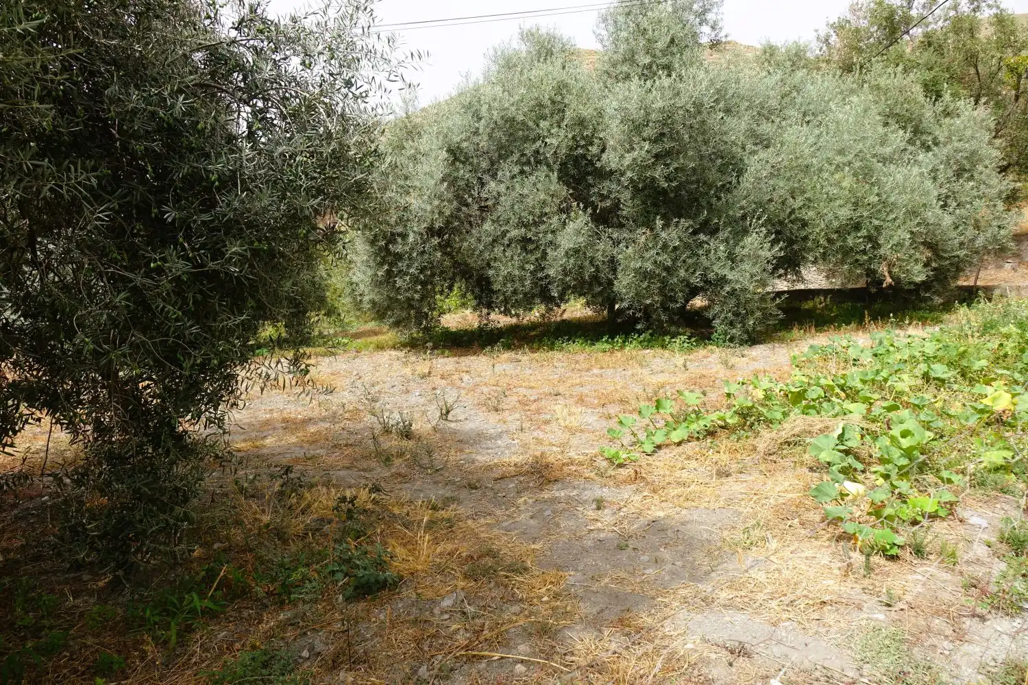 Finca rústica en venda en Órgiva