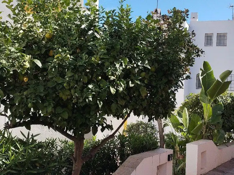 Adosado con piscina en venta en Urbanización Altos del Rodeo 22, imagen 18