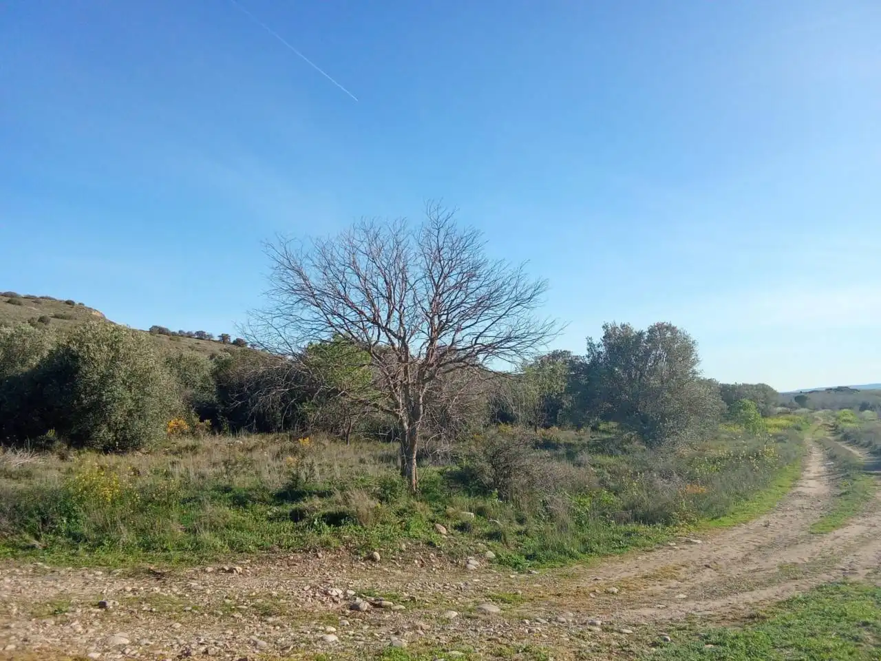Terreno en venta en Alfántega