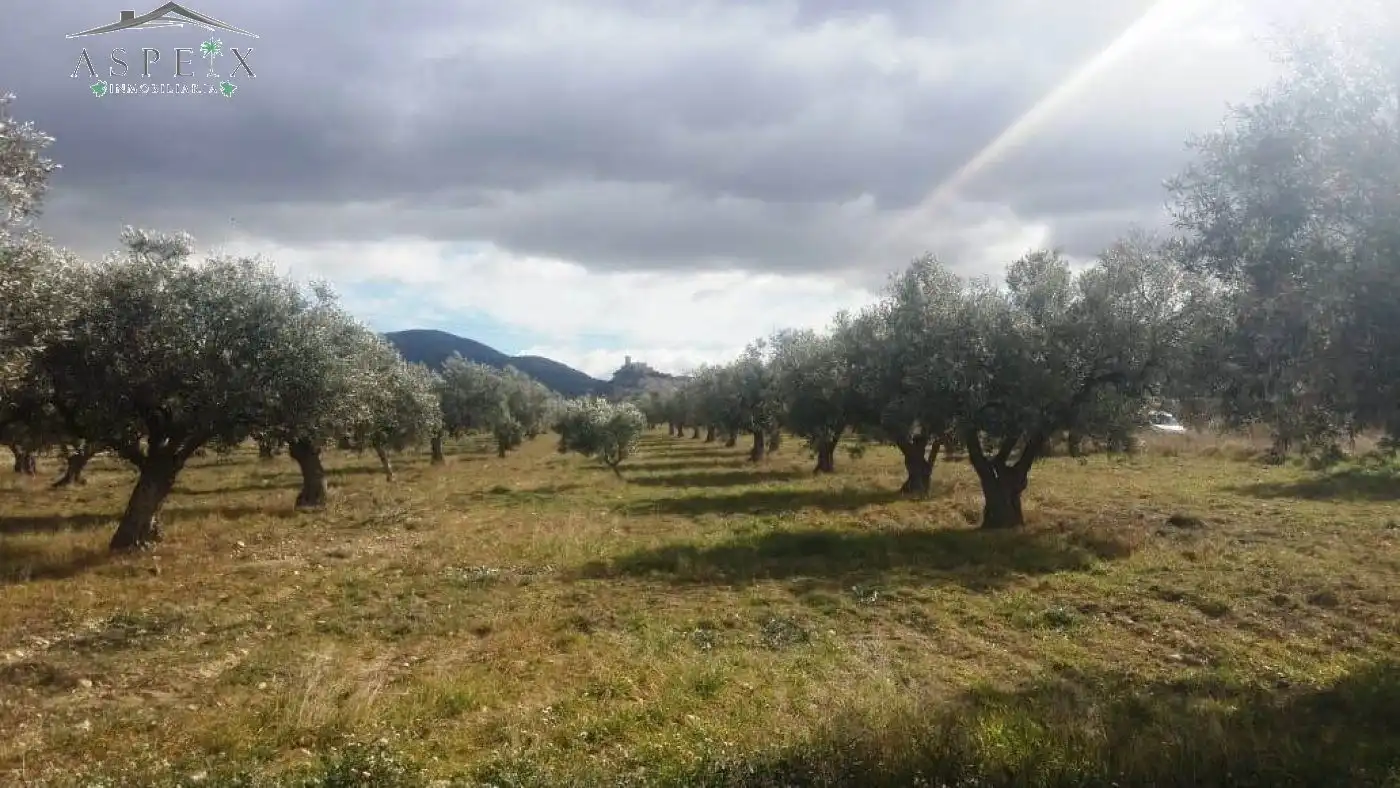 Rural land for sale in Biar, imagen 4