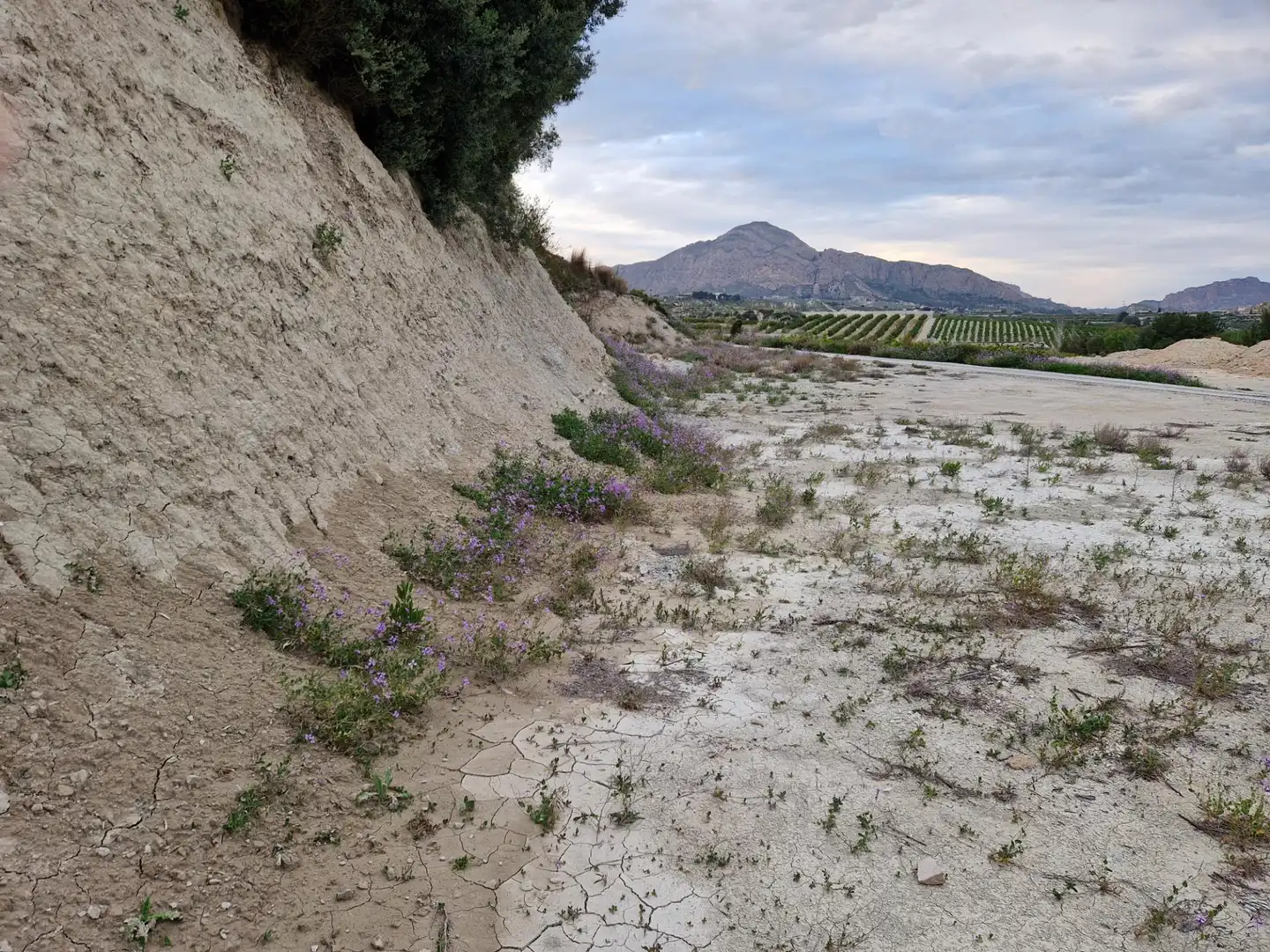 Exterior view of Land for sale in Villanueva del Río Segura
