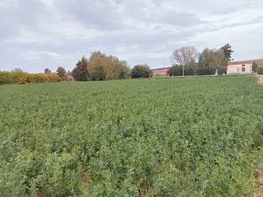 Terreno residenziale in vendita a Pedanías Este