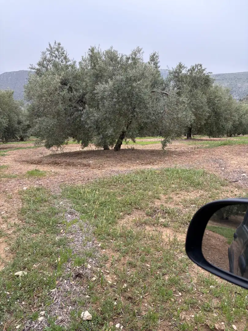 Terrain rustique à vendre à Luque, imagen 7