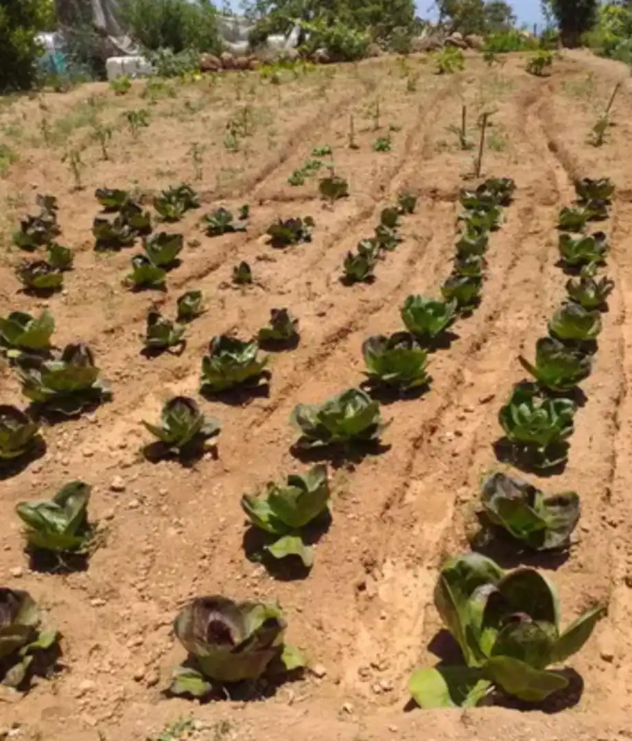 Terreny rústic en venda a Centro, imagen 7