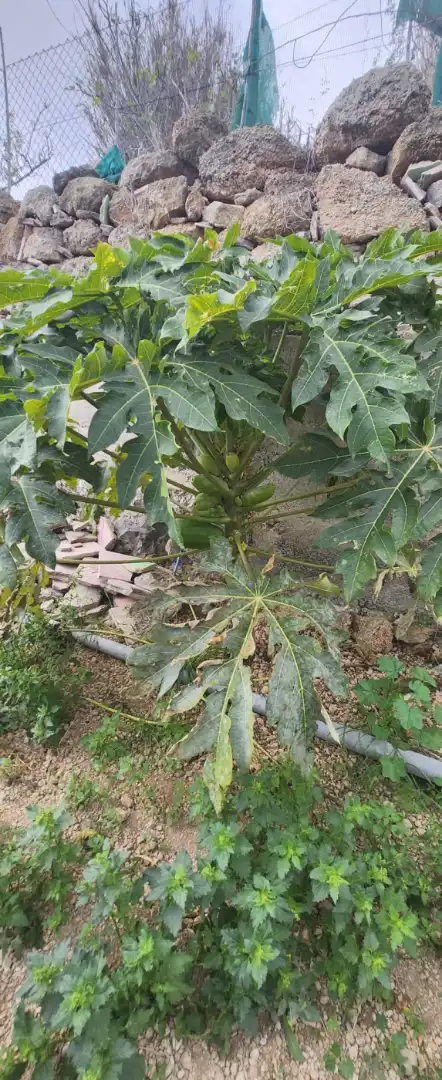 Terreno rustico in vendita a Vial Camino, imagen 12