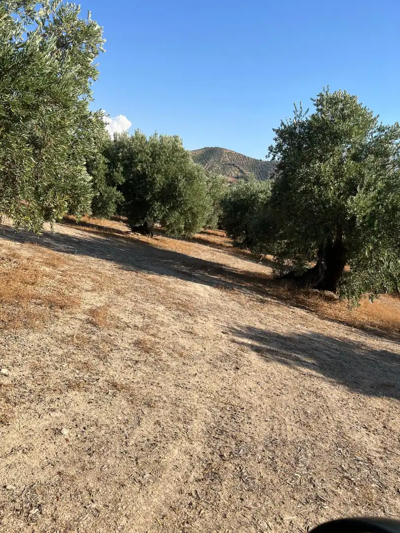 Terreny rústic en venda a Priego de Córdoba, imagen 6