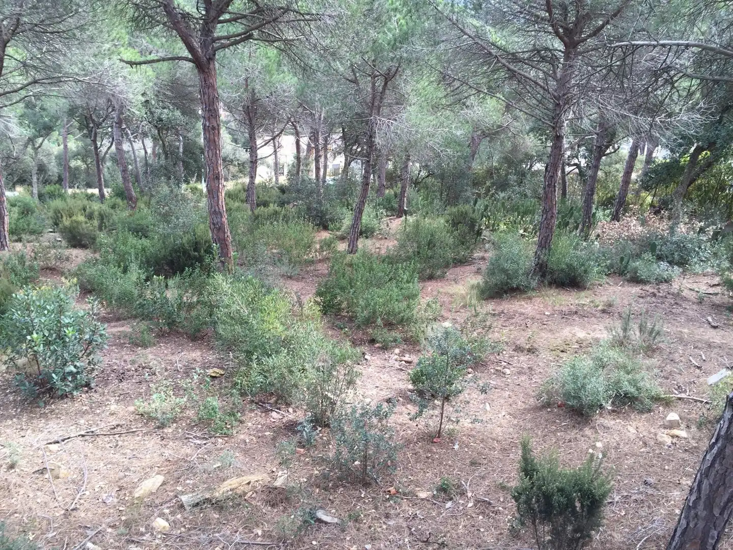Terreno residencial en venta en Mas Mora - Sant Daniel, imagen 10