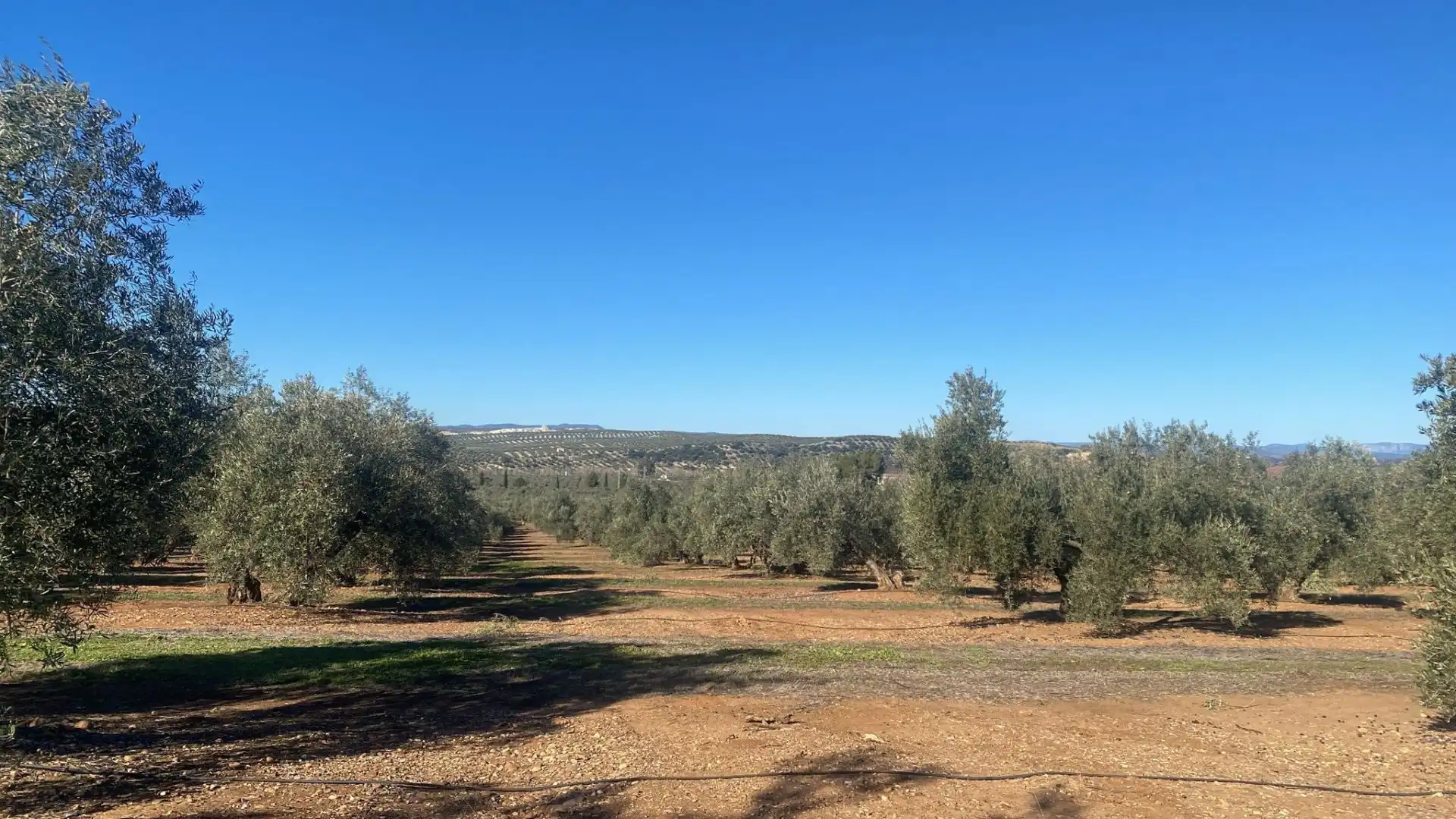 Terreni e lotti in vendita a Jabalquinto, imagen 3