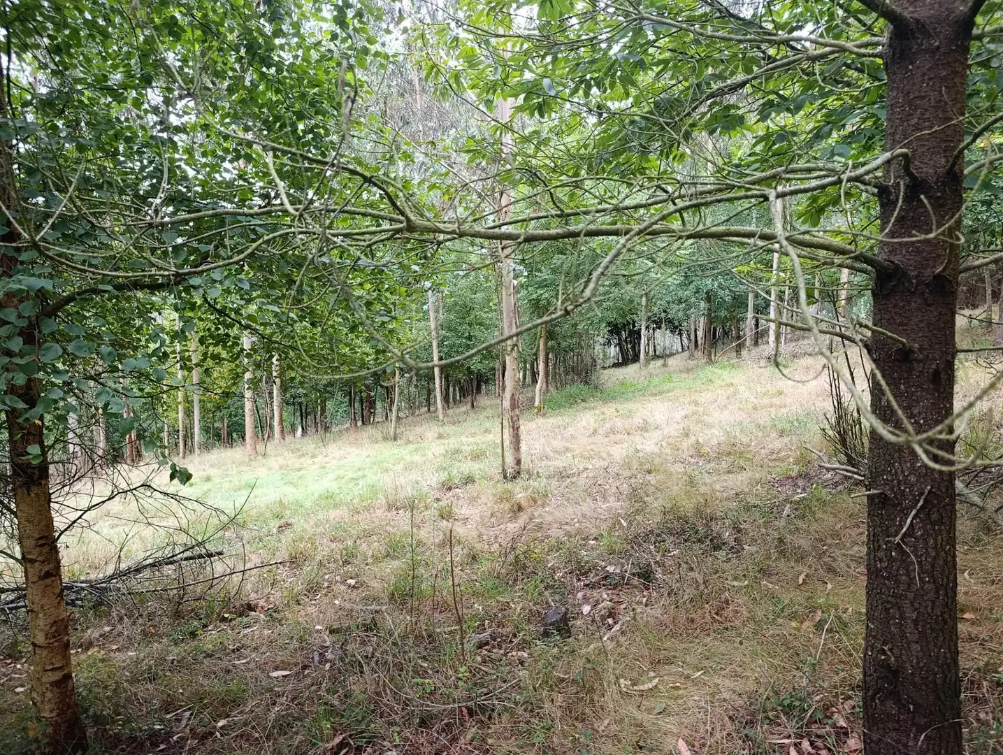 Country homes for sale in Pravia