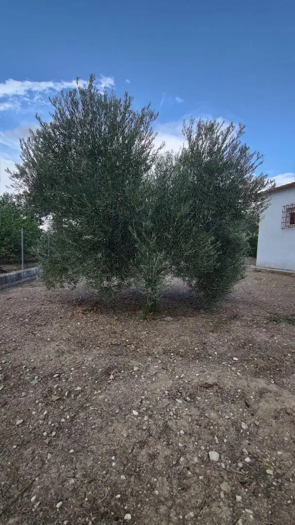 Maison avec piscine à vendre à Poleares, imagen 9