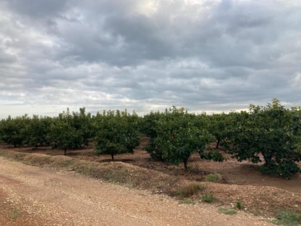 Land for sale in Alcàntera de Xúquer