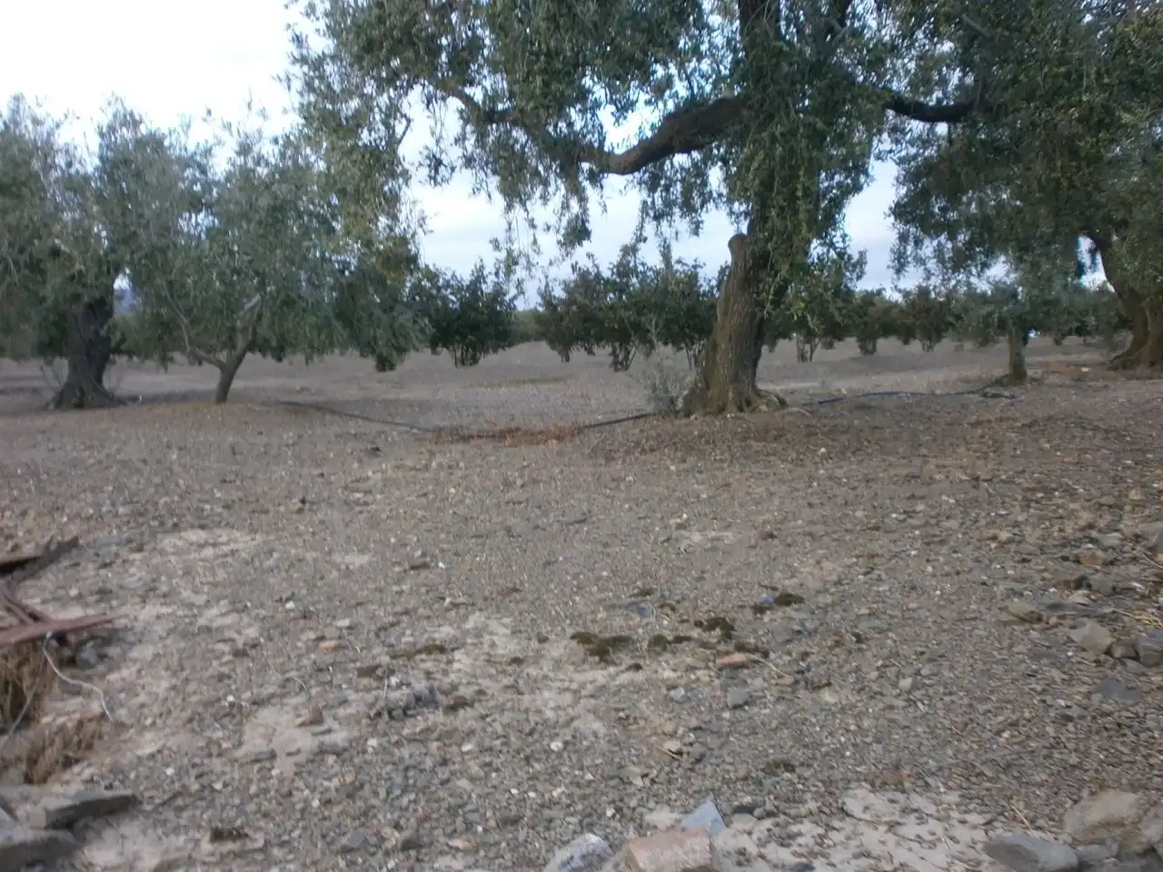 Rural land for sale in Castellvell del Camp, imagen 28