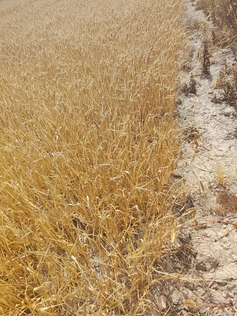 Grundstücke zum Verkauf in Sant Joan