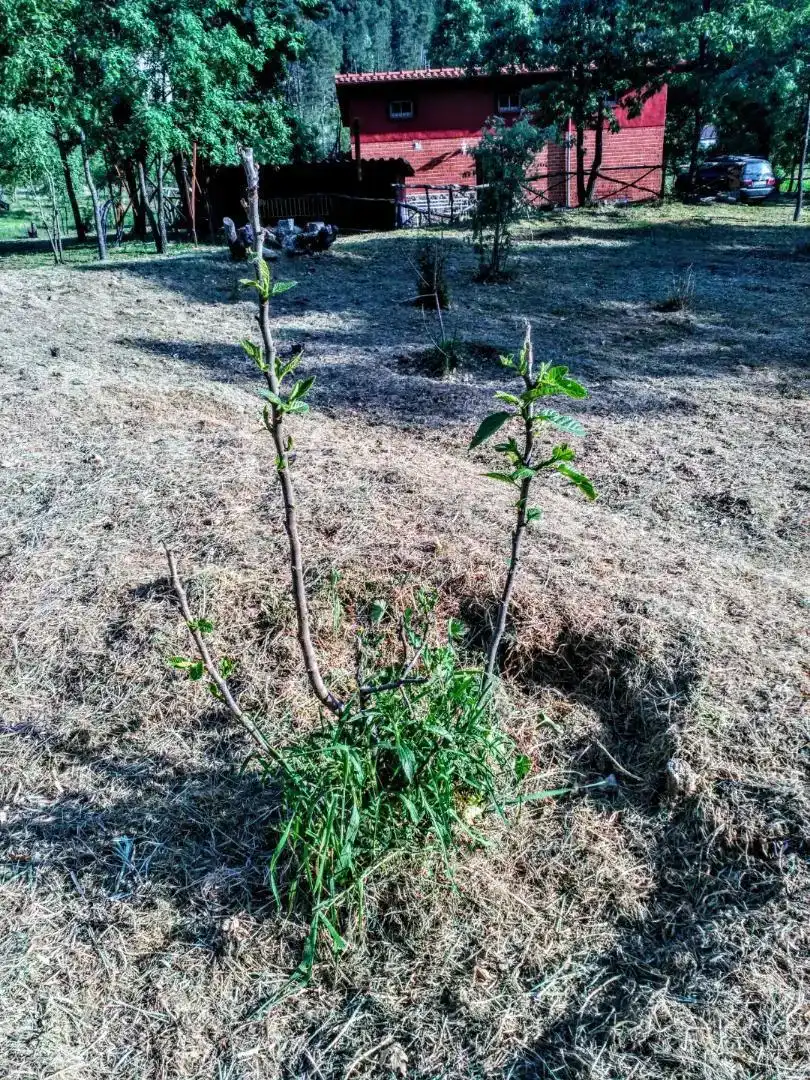 Finca rústica en venda en Arenas de San Pedro