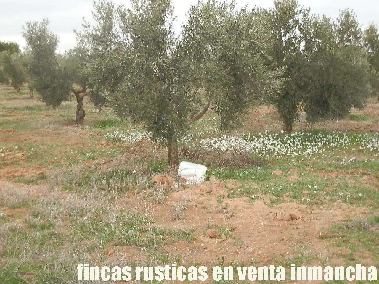Terreno rustico in vendita a Campo de Criptana, imagen 13