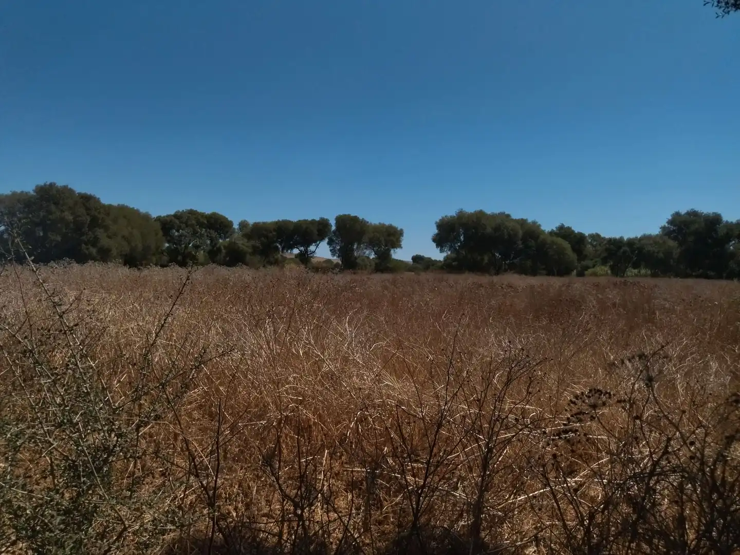 Terreno en venta en Vejer de la Frontera